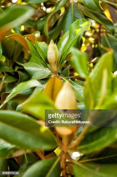 magnolia virginiana flower buds - magnolio fotografías e imágenes de stock
