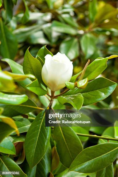 magnolia virginiana flower - magnolio fotografías e imágenes de stock