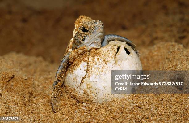 an endangered green sea turtle hatchling emerges from its egg - hatch stock-fotos und bilder