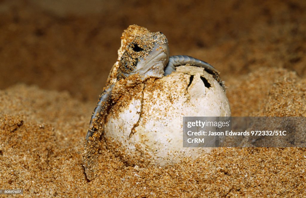 An endangered green sea turtle hatchling emerges from its egg