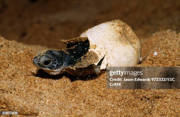 an endangered green sea turtle hatchling emerges from its egg - turtle egg stock pictures, royalty-free photos & images