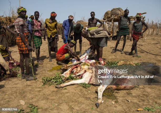 Tribe people cooking a cow during the proud ox ceremony in Dassanech tribe, Turkana County, Omorate, Ethiopia on June 6, 2017 in Omorate, Ethiopia.