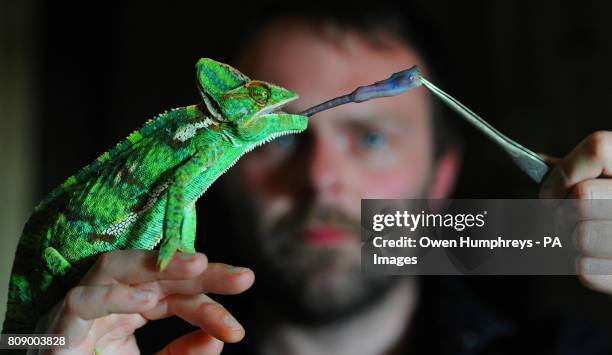 Employee Steven Sykes with an 18-month-old Yemen Chameleon called Karma, the latest arrival at the Kirkley Hall zoological gardens, which will open...