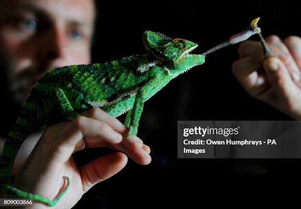 Employee Steven Sykes with an 18-month-old Yemen Chameleon called Karma, the latest arrival at the Kirkley Hall zoological gardens, which will open...