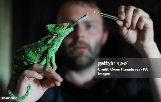 Employee Steven Sykes with an 18-month-old Yemen Chameleon called Karma, the latest arrival at the Kirkley Hall zoological gardens, which will open...