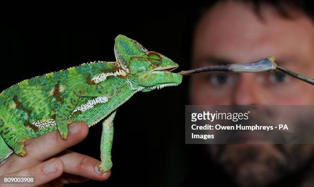 Employee Steven Sykes with an 18-month-old Yemen Chameleon called Karma, the latest arrival at the Kirkley Hall zoological gardens, which will open...