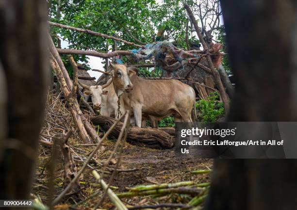 Cow in a village, Omo valley, Konso, Ethiopia on June 14, 2017 in Konso, Ethiopia.