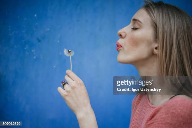 woman blowing dandelion on the background of blue wall - paardebloemzaad stockfoto's en -beelden