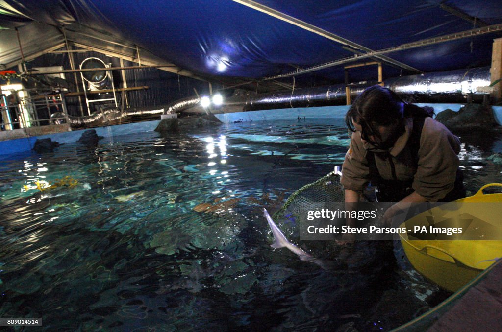 New sharks at Chessington World of Adventures