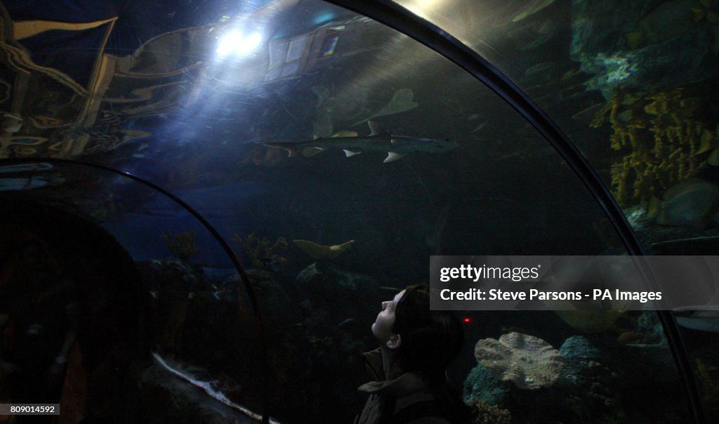 New sharks at Chessington World of Adventures