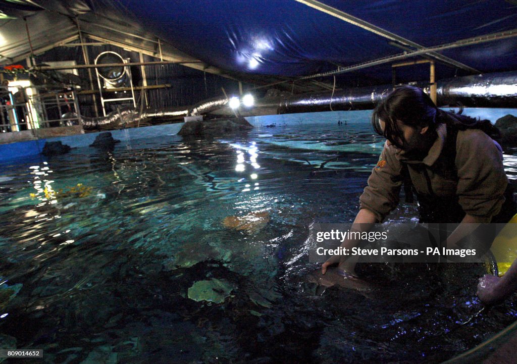 New sharks at Chessington World of Adventures