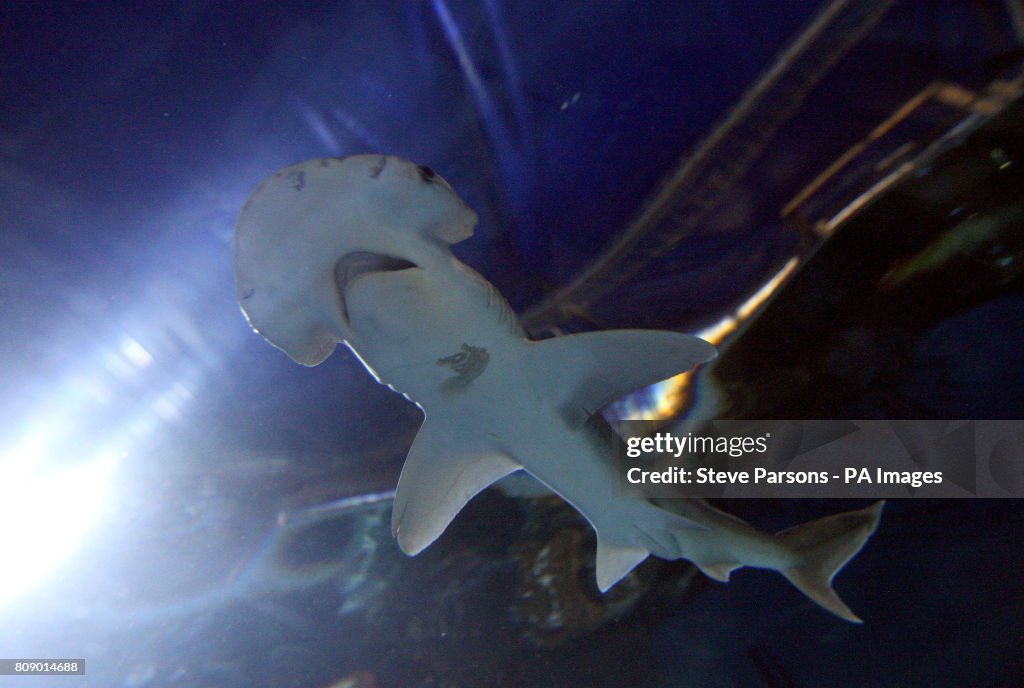 New sharks at Chessington World of Adventures