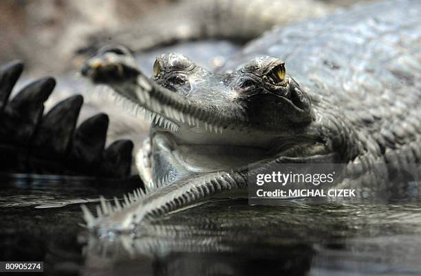 Tch?ques-Inde-animaux-environnement" An Indian gharial crocodile is pictured at the Prague zoo on April 16, 2008. The Prague zoo has launched a...