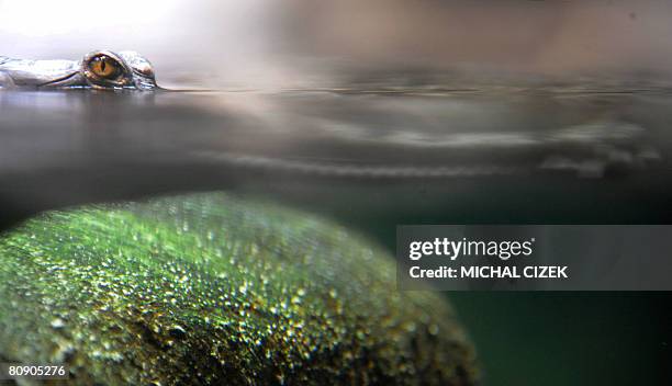 Tch?ques-Inde-animaux-environnement" An Indian gharial crocodile swims at the Prague zoo on April 16, 2008. The Prague zoo has launched a program in...