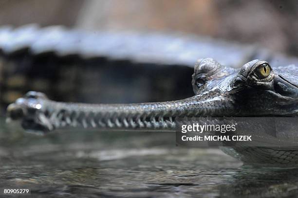 Tch?ques-Inde-animaux-environnement" An Indian gharial crocodile swims at the Prague zoo on April 16, 2008. The Prague zoo has launched a program in...