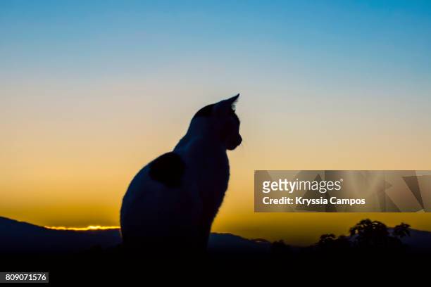 silhouette of cat sitting on deck at sunrise - animal body stock pictures, royalty-free photos & images