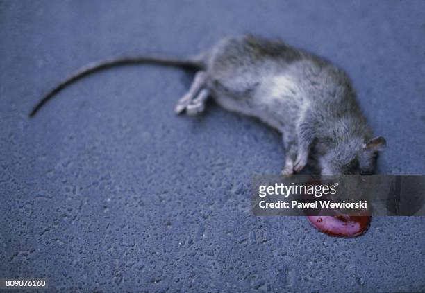 dead rat - dead animal stock pictures, royalty-free photos & images