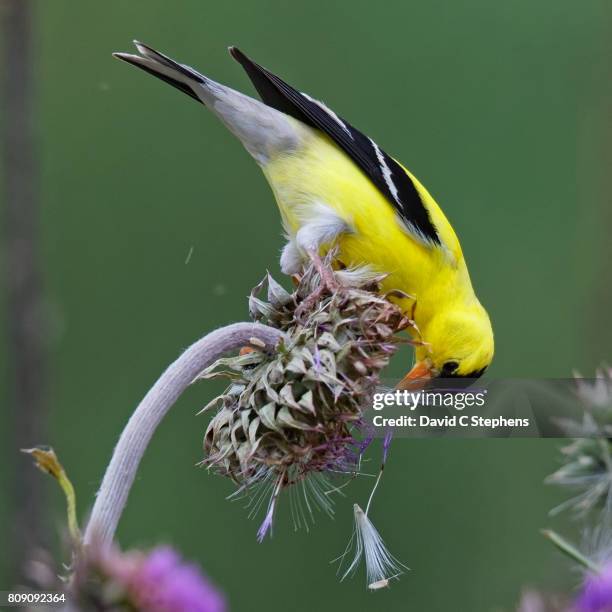 finch feasts on thistle - carduelis carduelis stock pictures, royalty-free photos & images