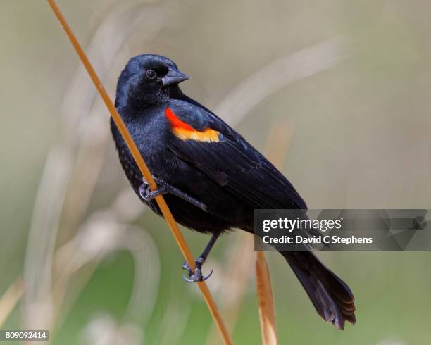 blackbird poses on reed - rotschulterstärling stock-fotos und bilder