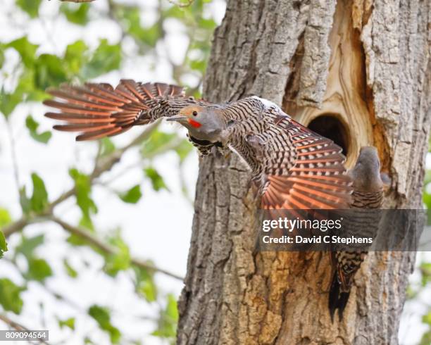 flicker flies out of nesthole - woodpecker stock pictures, royalty-free photos & images