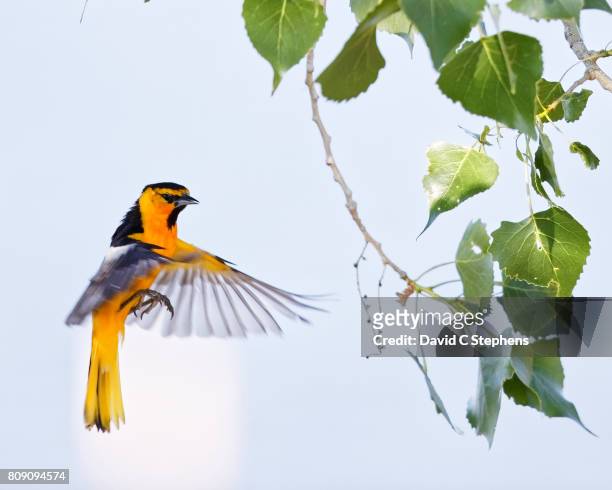 oriole flies to branch - cottonwood stock pictures, royalty-free photos & images