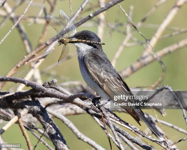 kingbird holds dragonfly up in sunlight - flycatcher stock pictures, royalty-free photos & images