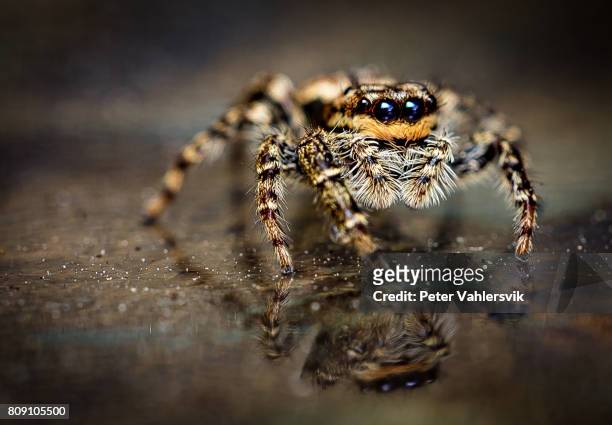 spider marpissa muscosa - jumping spider stock pictures, royalty-free photos & images