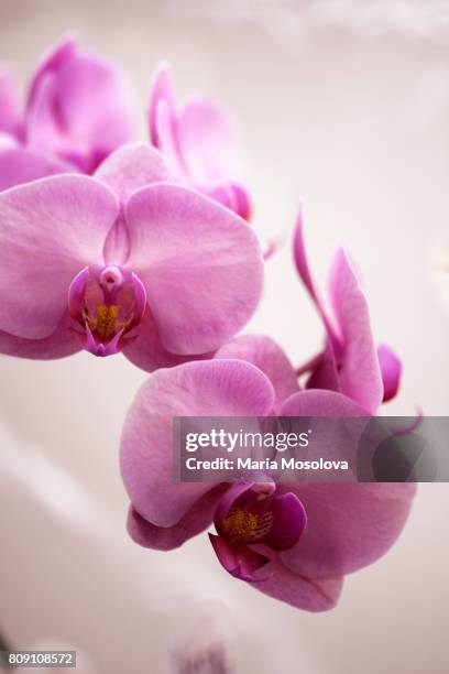 phalaenopsis taida momoko - taida stock pictures, royalty-free photos & images