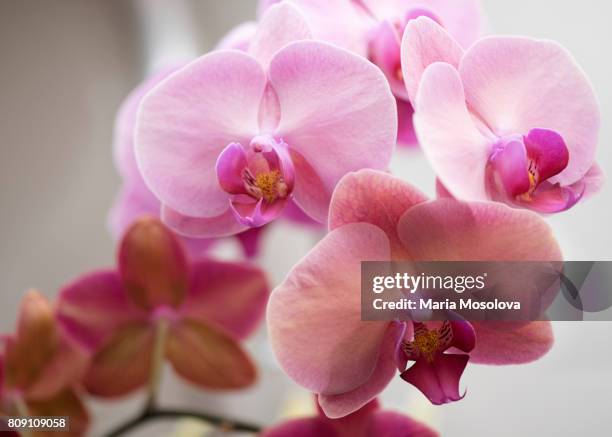 phalaenopsis taida momoko - taida stock pictures, royalty-free photos & images