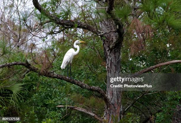 great white heron in a tree - ビッグサイプレス国立野生保護区 ストックフォトと画像