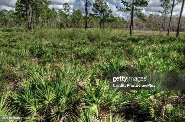 saw palmetto and slash pines - saw palmetto stock pictures, royalty-free photos & images