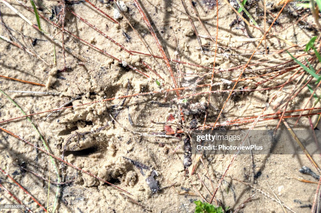 Long Claws from a Running Florida Panther