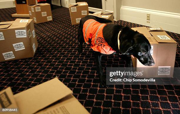 Five-year-old labrador Lucky searches several boxes while searching for the one that holds counterfeit movies during a demonstration of her ability...