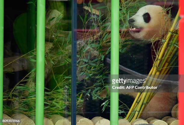 Meng Meng, one of the two new pandas enjoys some bambus on July 5, 2017 during an official welcoming ceremony for two panda bears at the Zoologischer...
