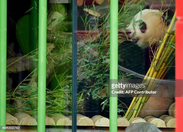 Meng Meng, one of the two new pandas enjoys some bambus on July 5, 2017 during an official welcoming ceremony for two panda bears at the Zoologischer...