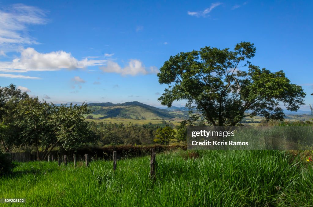 Vegetation in the mountains