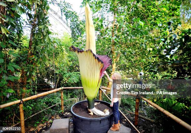 Zenah Horner-Payne, eight, from Newquay examines a Titan Arum at The Eden Project in Cornwall, also known as the Corpse Flower because of its smell...