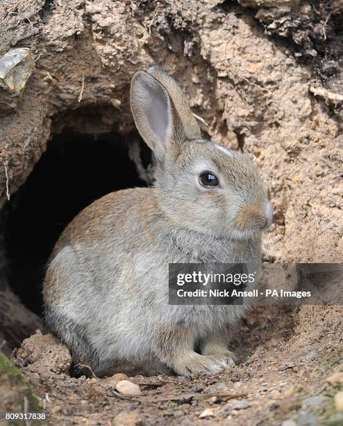 Young wild rabbit emerges from a burrow at South Weald Country Park, Essex.