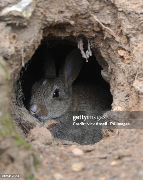 Young wild rabbit sits in a burrow at South Weald Country Park, Essex.