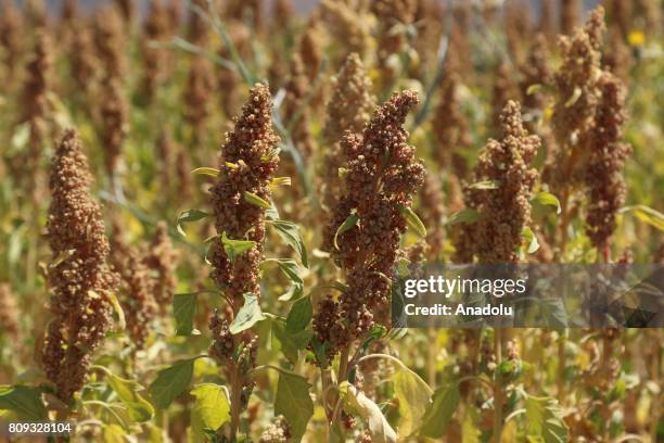 View of a quinoa farm planted by United States' National Aeronautics and Space Administration in Bingol, Turkey on July 5, 2017. Astronauts include...