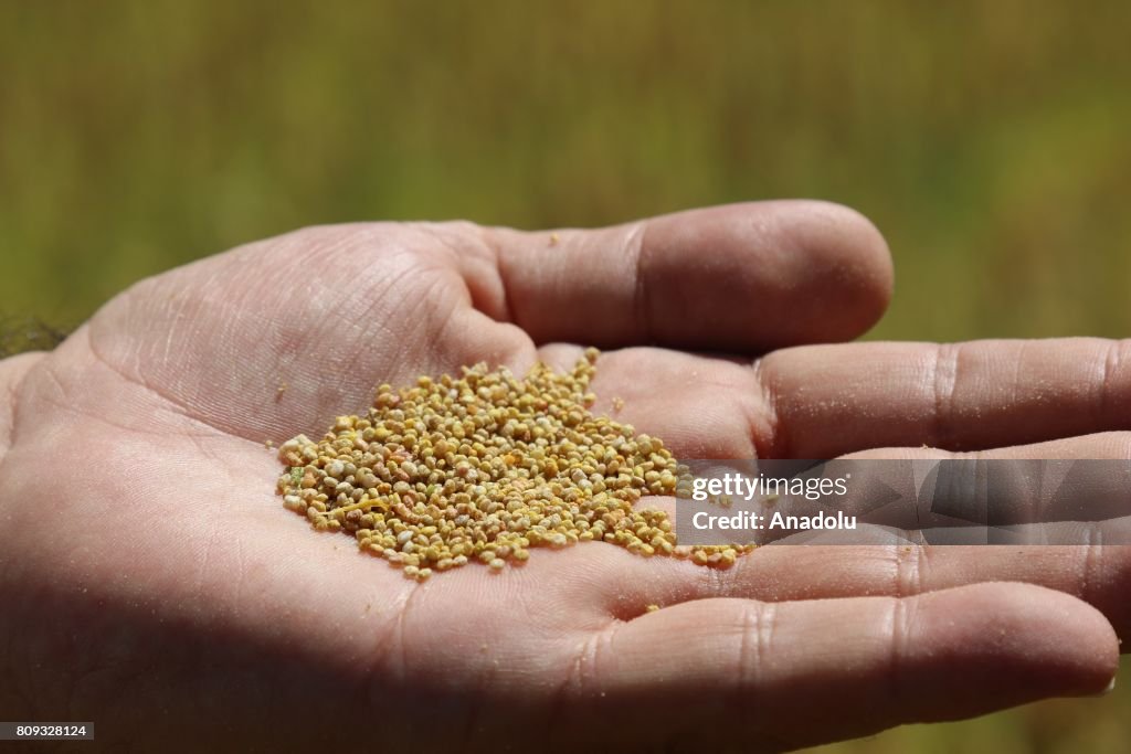 Quinoa production in Turkey