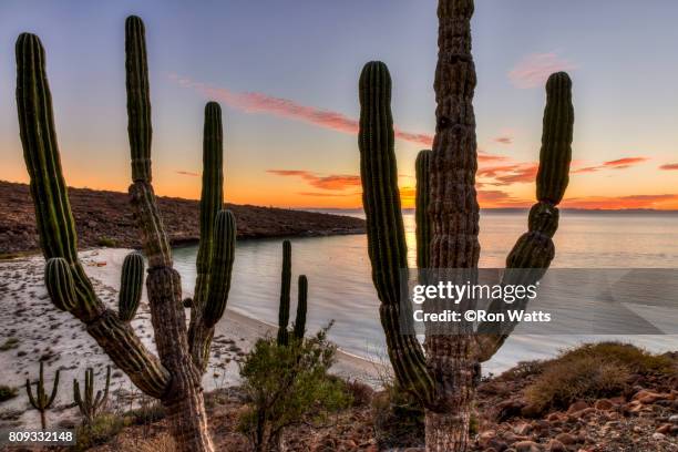 cardon cactus - isla espiritu santo stock pictures, royalty-free photos & images