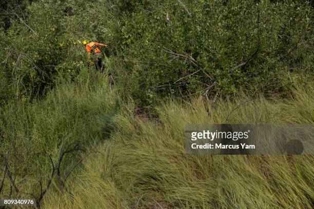 Ransom Yarger pushes through some thick weeds as he conducts a search mission for the missing person reported the day before, in a raging part of the...