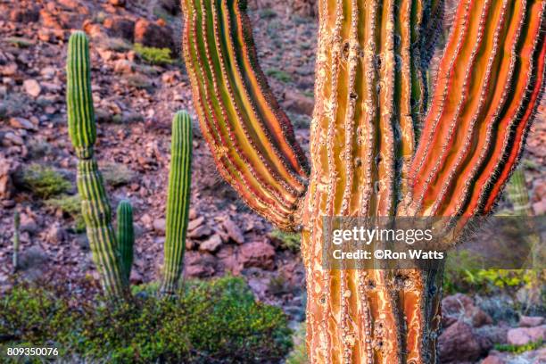 cardon cactus - isla espiritu santo stock pictures, royalty-free photos & images