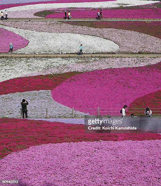 Moss phlox flowers are seen in full bloom in Hitsujiyama Park on May 1,2008 in Chichibu, Saitama Prefecture, Japan. Over 400,000 pink, white and...