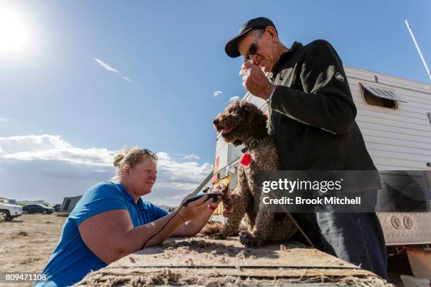 Bonnie, a Labradoodle from Melbourne, gets a haircut at the The Birdsville Big Red Bash 2017 on July 6, 2017 in Birdsville, Australia.