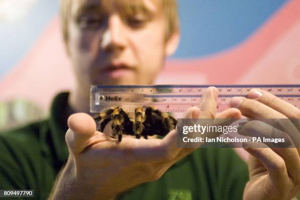 Zoo keeper Jeff Lambert measures Jackie the Mexican Red Kneed Tarantula as part the annual weigh-in at ZSL London Zoo.