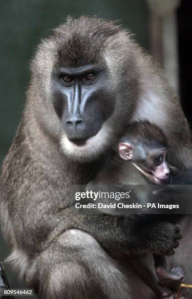 Drill Monkey Rear 155 Monkey Drill Stock Photos, High-Res Pictures, and Images - Getty Images