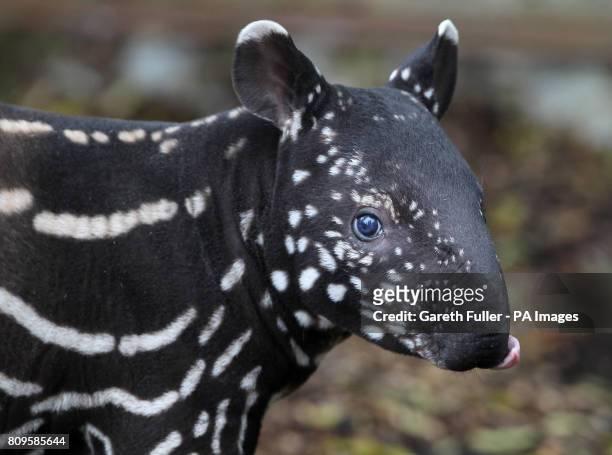 153 Tapir Baby Photos and Premium High Res Pictures - Getty Images