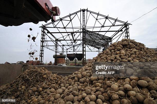 Machine processes potatoes at the Iskra collective farm in Sergovo on May 1, 2008. Spring planting has begun at the farm. In addition to potatoes...